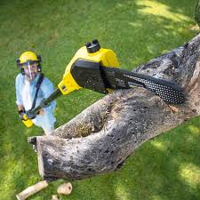 Reliable Waterloo, IN Tree Removal Solutions